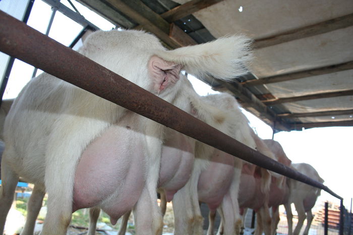 capre saanen la prima fatare; capre saanen la prima fatare
