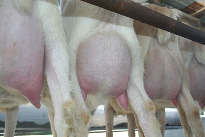 capre saanen la prima fatare - 000001 - Martie 2015 CAPRE SAANEN la prima fatare pe stand de muls