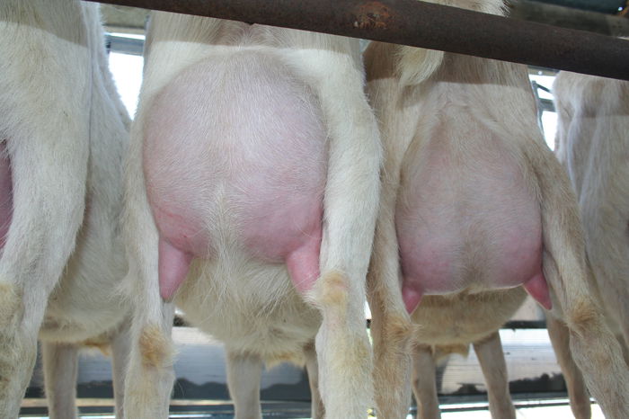 capre saanen la prima fatare; capre saanen la prima fatare
