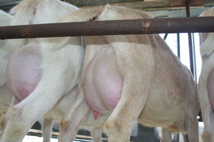 capre saanen la prima fatare; capre saanen la prima fatare
