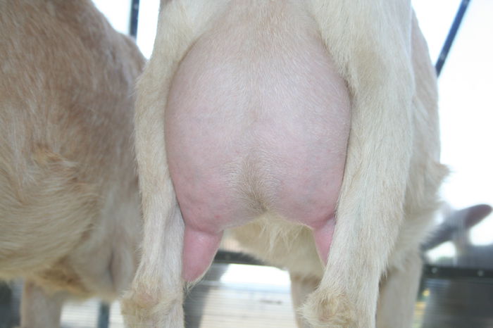 capre saanen la prima fatare; capre saanen la prima fatare
