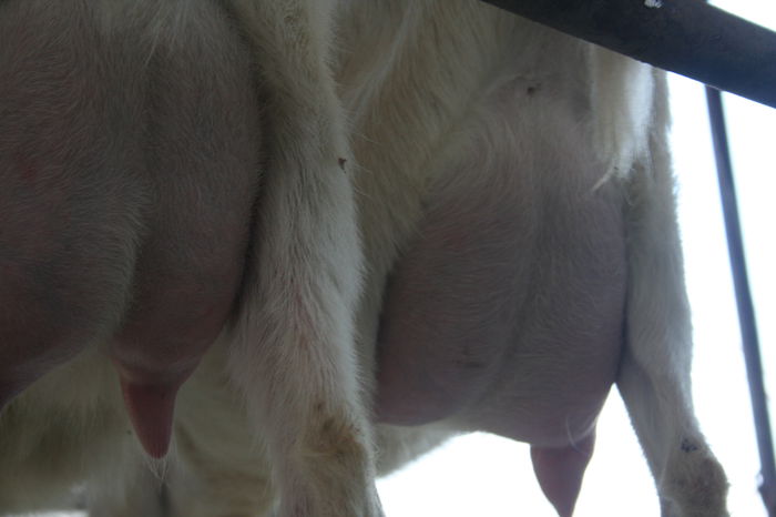 capre saanen la prima fatare; capre saanen la prima fatare
