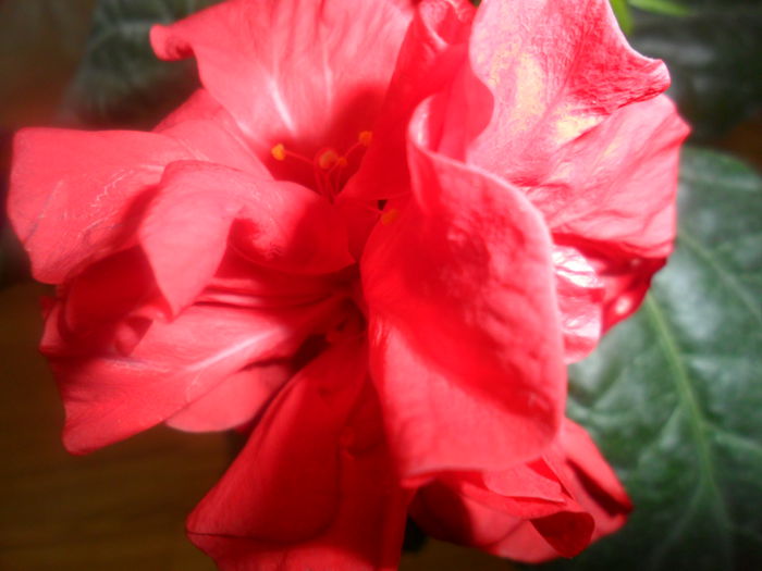 SAM_3591 - hibiscusi2015-1