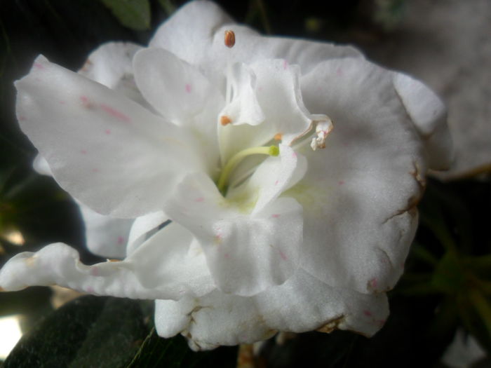 SAM_3574 - flori de interior