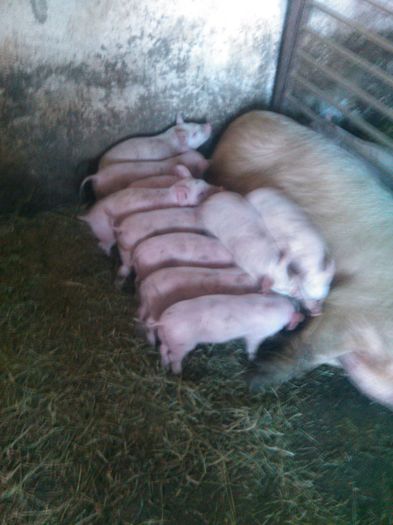 - PORCI
