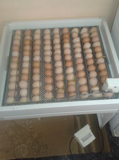 20150322_153750 - incubator pl machine capacitate 100 de oua