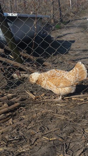 20150324_150509 - GAINI PADUANA