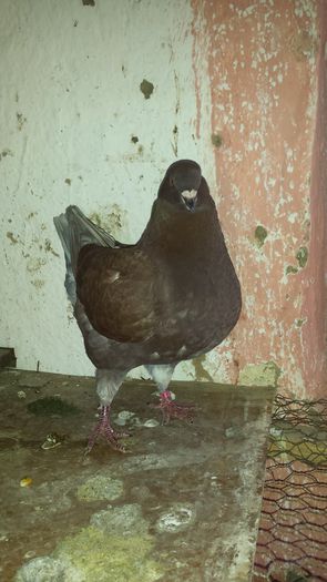 20150324_152622 - PORUMBEI