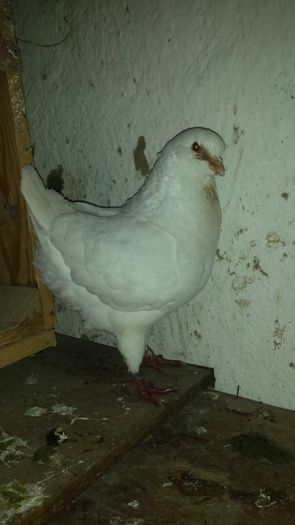 20150324_152648 - PORUMBEI