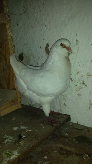 20150324_152651 - PORUMBEI