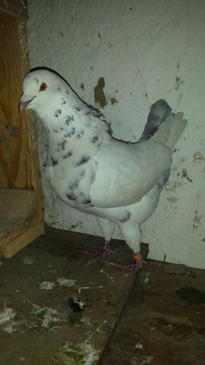 20150324_152750 - PORUMBEI
