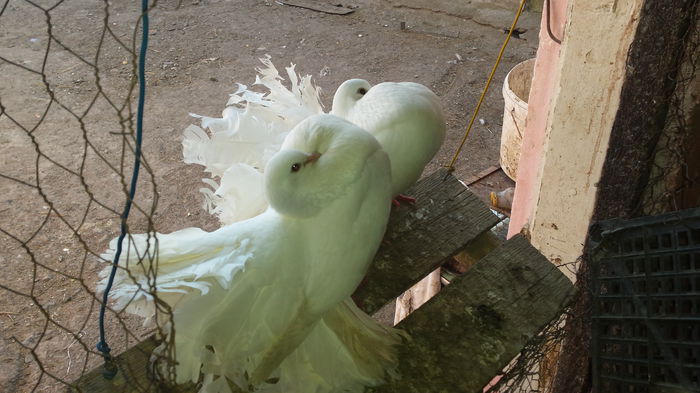 20150324_152838 - PORUMBEI