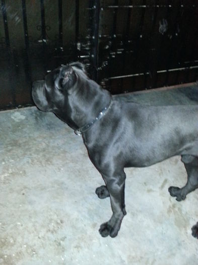 11L-2 - ARU - Cane corso