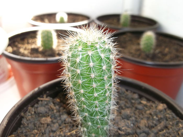 Seful Clasei :D - Cactusi Echinopsis Trichocereus