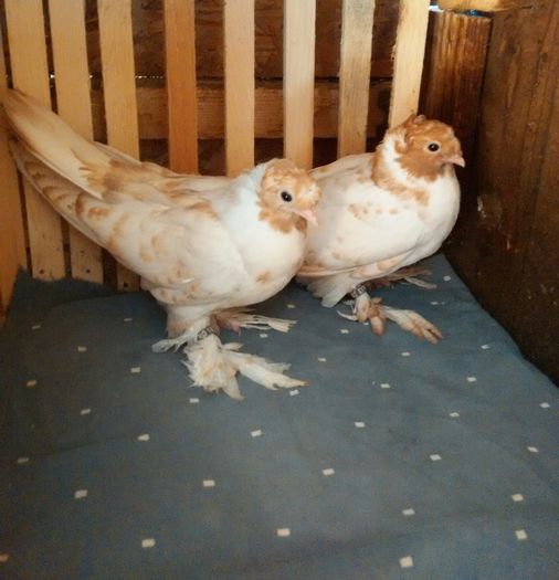 pereche 2015 Kalido jud Dolj