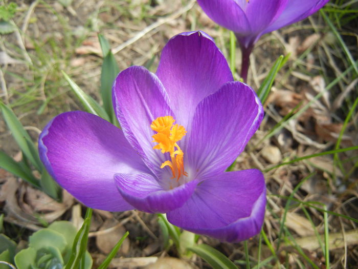 Crocus Flower Record (2015, March 16)