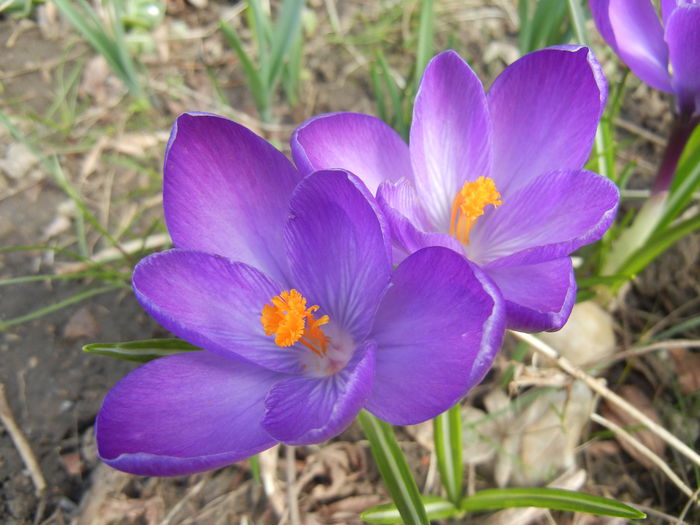 Crocus Flower Record (2015, March 16)