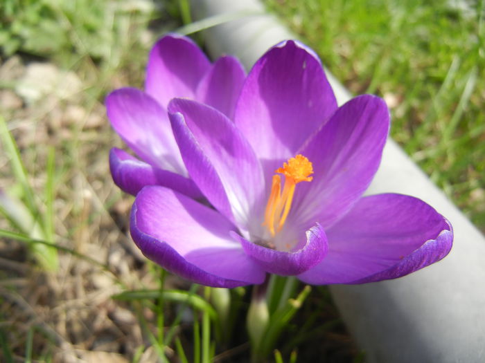 Crocus Flower Record (2015, March 16) - Crocus Flower Record