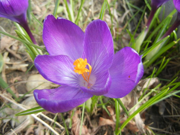Crocus Flower Record (2015, March 16)