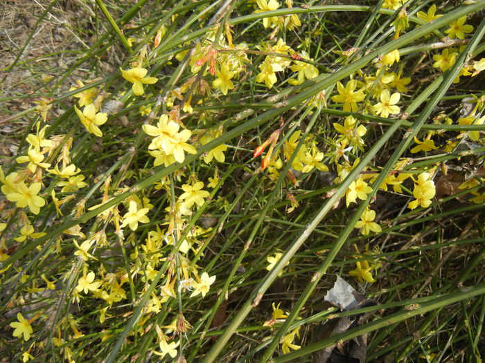 Jasminum nudiflorum (2015, March 16)