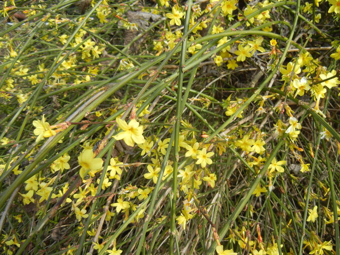 Jasminum nudiflorum (2015, March 16)