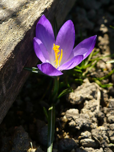 P1170636 - Crocus 2015
