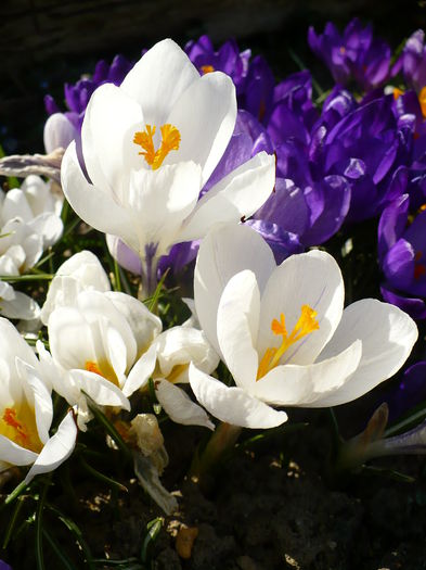 P1170662 - Crocus 2015
