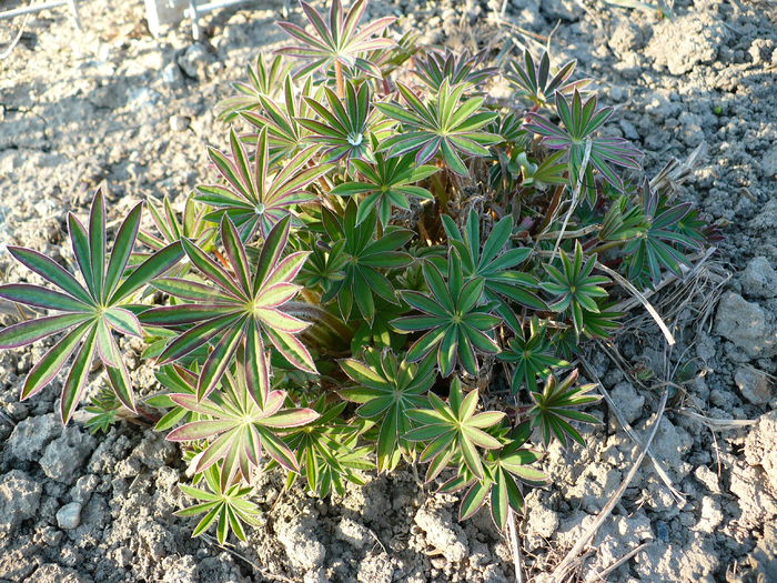 Lupin - Primele plante