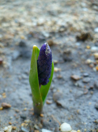 Muscari - Primele plante