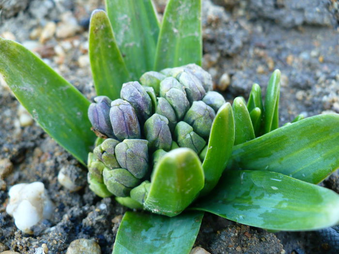 P1170691 - Primele plante