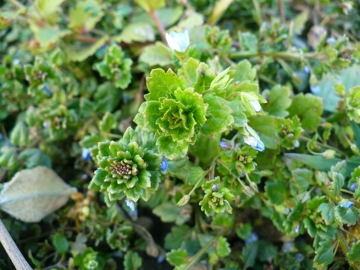 P1170701 - Primele plante