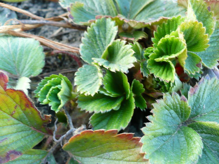 Capsunii fac frunzulite noi - Primele plante