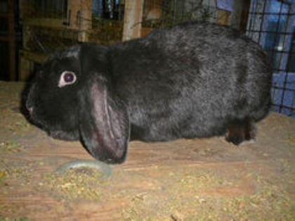 Femelal culoarea : Neagra_C (2015) - arhiva matca-berbeci