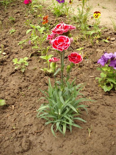 DSCF2391 - Plante de gradina