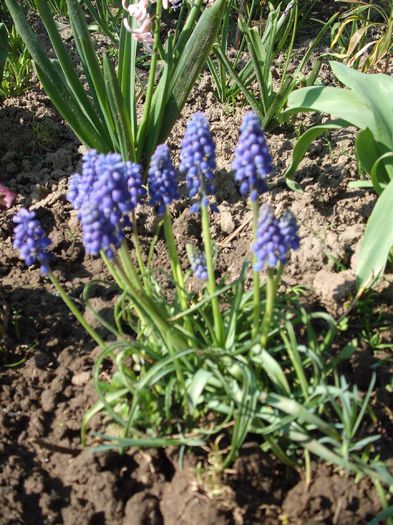 Muscari - Plante de gradina