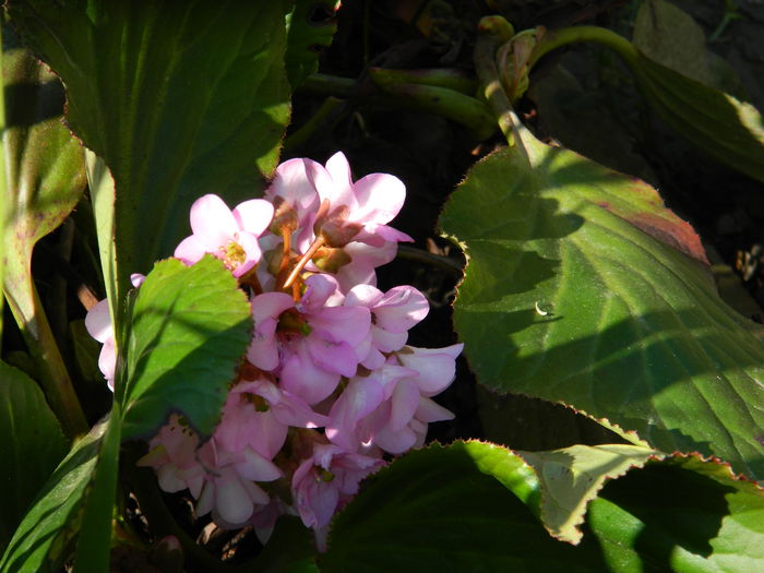 DSCN1093