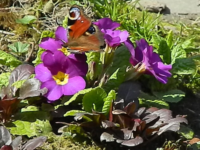 DSCN1327