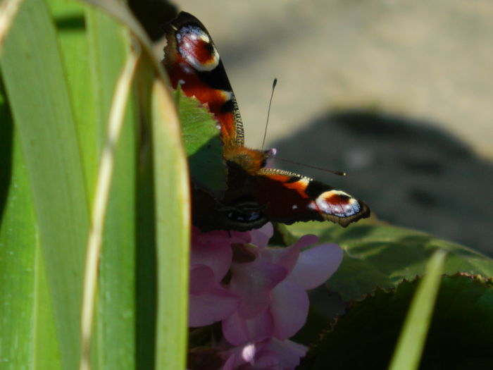 DSCN1400