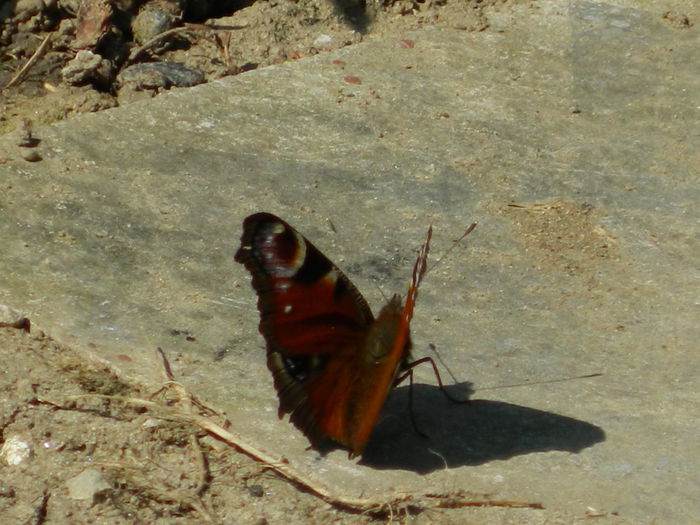 DSCN1406