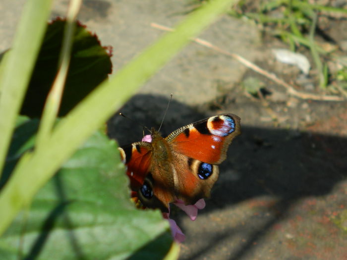 DSCN1425