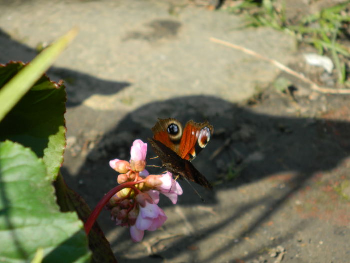 DSCN1427