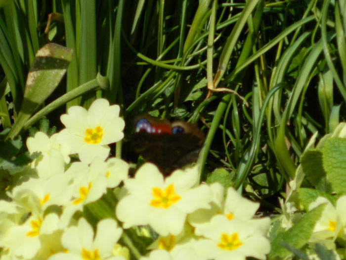 DSCN1432