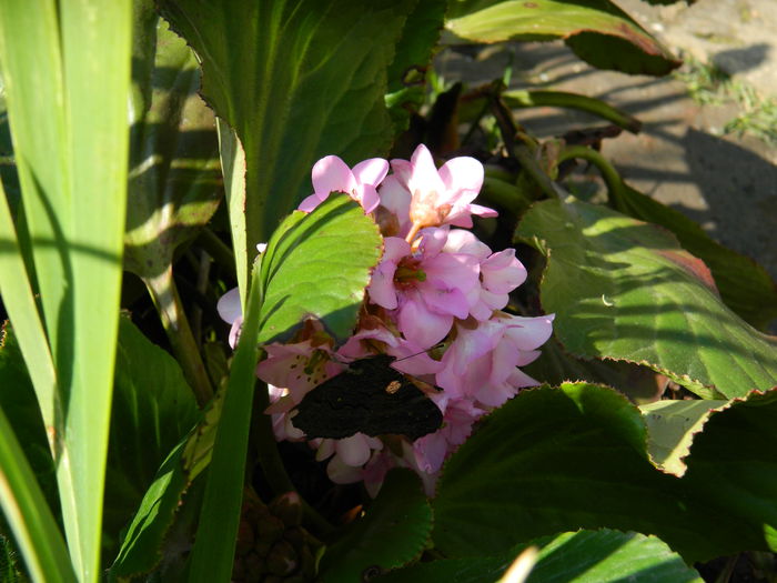 DSCN1437