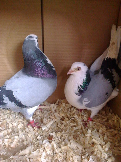 el cazator norocos ea cazatoare frumoasa; el cazator norocos ea cazatoare
