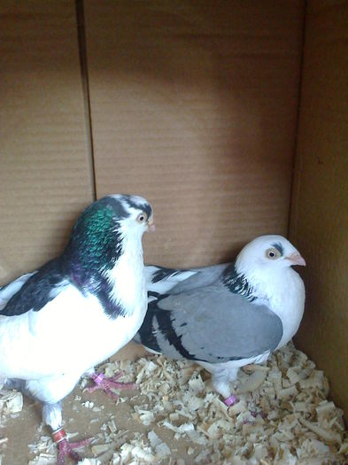 el cazator ea 2 3 tumbe coada nezburata