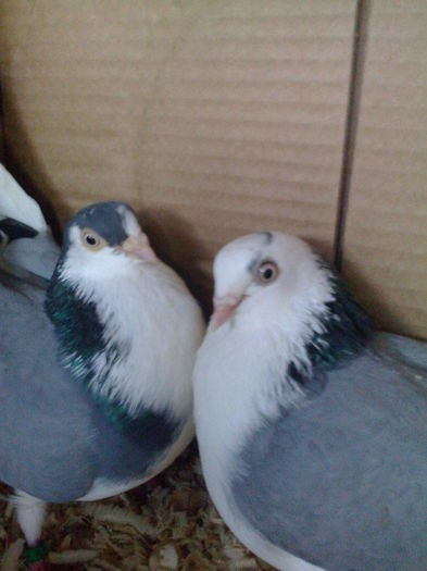  - 4 porumbei cazatori  poze  2015