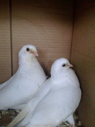 el joc lung ea cazatoare de cazatoare