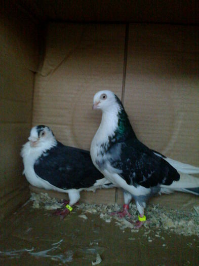 ea cazatoare tare el cazator