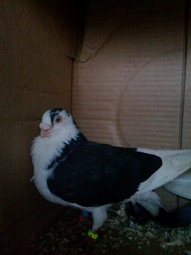 cazator frumos; masculu nu lam zburat la mine de la cine lam luat a cazut de cateva ori
