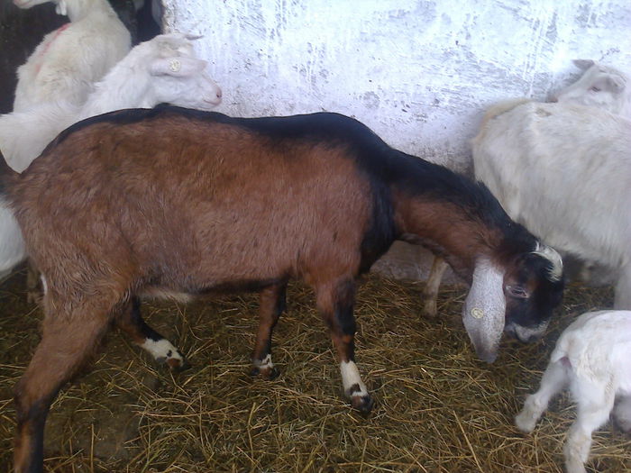 Cezar-85 kg - 2 CAPRE ANGLONUBIENE